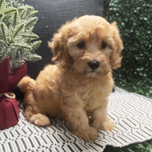 Cavapoo Puppy Angel