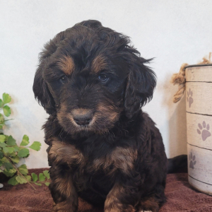 Bernedoodle Puppy Cupcake