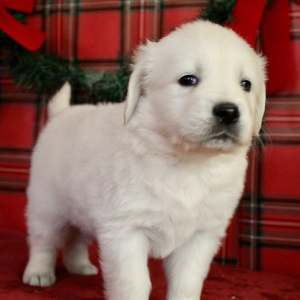 Golden Retriever Puppy Brock