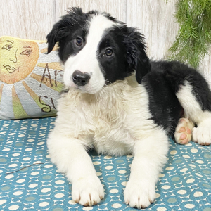 English Shepherd Puppy Alex