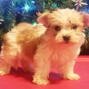 Morkie Puppy Lilly