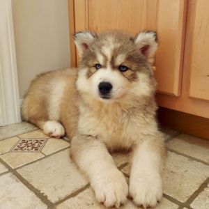 Siberian Husky Puppy Indie