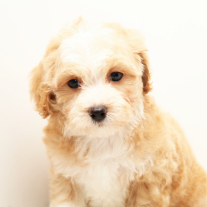 Maltipoo Puppy Silas
