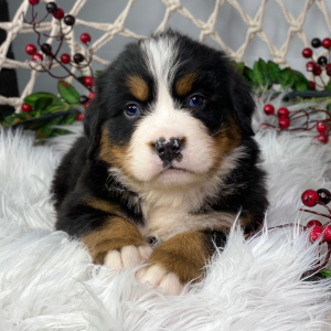 Bernese Mountain Dog Puppy Landon
