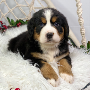 Bernese Mountain Dog Puppy Lea