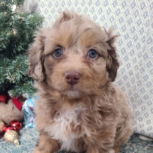 Aussiedoodle Puppy Erin