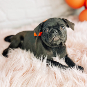 Pug Puppy Belle