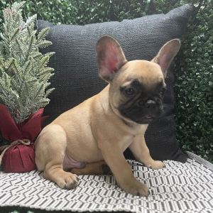 French Bulldog Puppy Chance