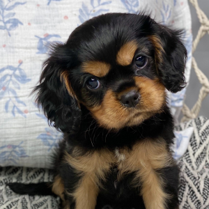 Cavalier King Charles Spaniel Puppy Ace