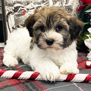 Havanese Puppy Walton