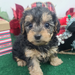 Yorkiepoo Puppy Prancer