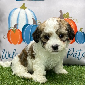 Havanese Puppy Lenney