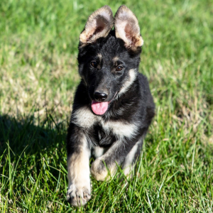 German Shepherd Dog Puppy Raya