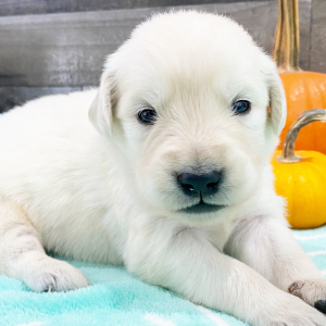 Golden Retriever Puppy Julio