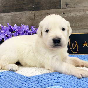 Golden Retriever Puppy Nando