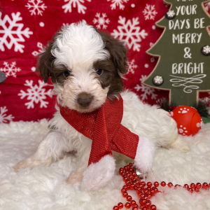 Aussiedoodle Puppy Hogan