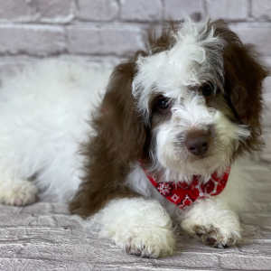 Aussiedoodle Puppy Hogan