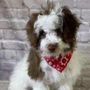 Aussiedoodle Puppy Hogan