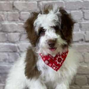 Aussiedoodle Puppy Hogan