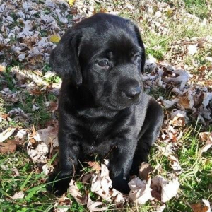 Labrador Retriever Puppy Ebony