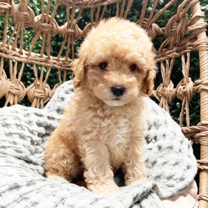 Cockapoo Puppy Biscuit