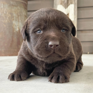 Labrador Retriever Puppy Mickey
