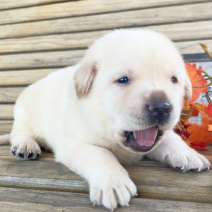 Labrador Retriever Puppy Nicky