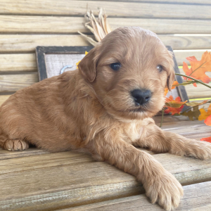 Goldendoodle Puppy Lucky