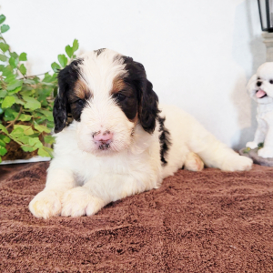 Bernedoodle Puppy Miss Bailey