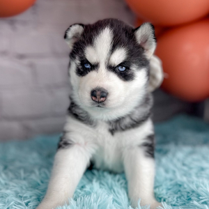 Siberian Husky Puppy Carolina