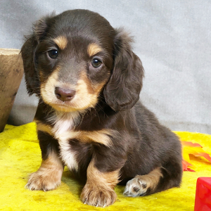 Dachshund Puppy Kokoe