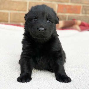 German Shepherd Dog Puppy Zeus