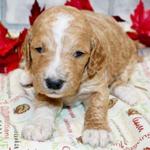 Goldendoodle Puppy Tyler