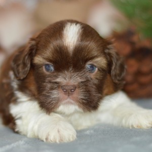 Shih Tzu Puppy Arthor