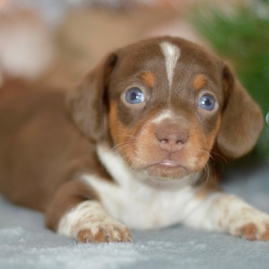 Dachshund Puppy Elliot
