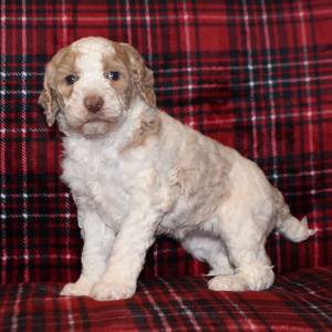 Poodle Puppy Pippa