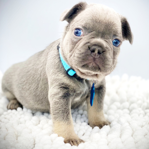 French Bulldog Puppy Aramis