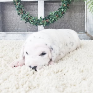 Dalmatian Puppy Sasha