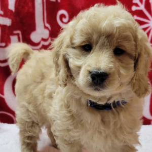 Goldendoodle Puppy Cider