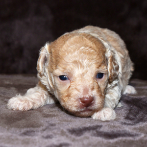Poodle Puppy Lilli