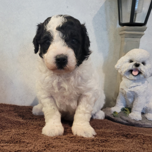 Goldendoodle Puppy Preston