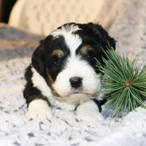 Bernedoodle Puppy Wanda