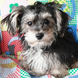 Yorkiepoo Puppy Love