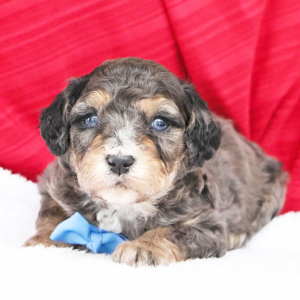 Bernedoodle Puppy Nemo