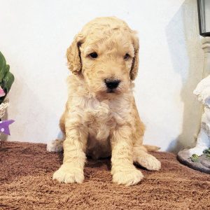Goldendoodle Puppy Paxton
