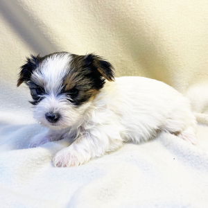 Yorkshire Terrier Puppy Flower