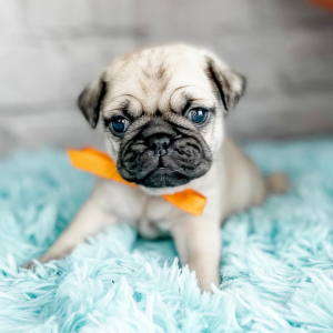 Pug Puppy Clifford