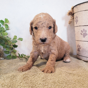Goldendoodle Puppy Toby