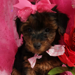 Yorkiepoo Puppy Holly