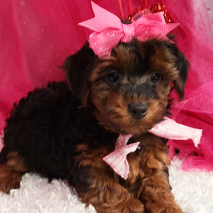 Yorkiepoo Puppy Holly
